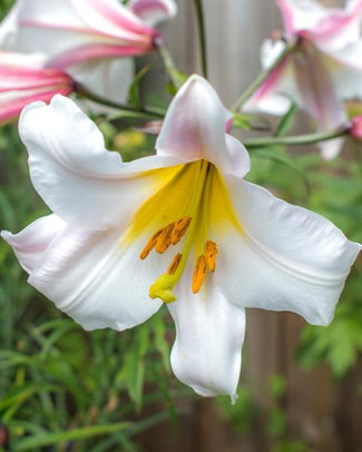 Trumpet lily bulbs