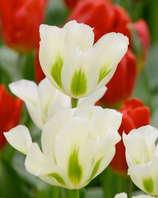 Viridiflora tulips