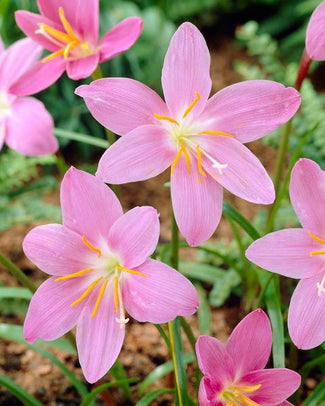 Zephyranthes bulbs (rain lily)