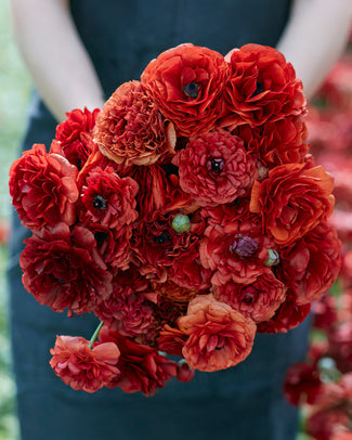 Ranunculus 'Amandine Chocolate'