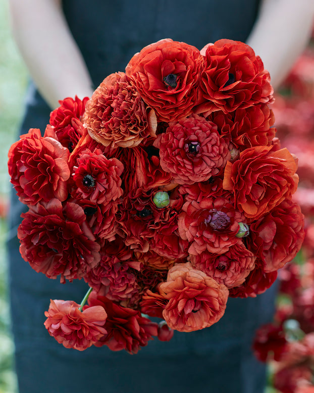 Ranunculus 'Amandine Chocolate'