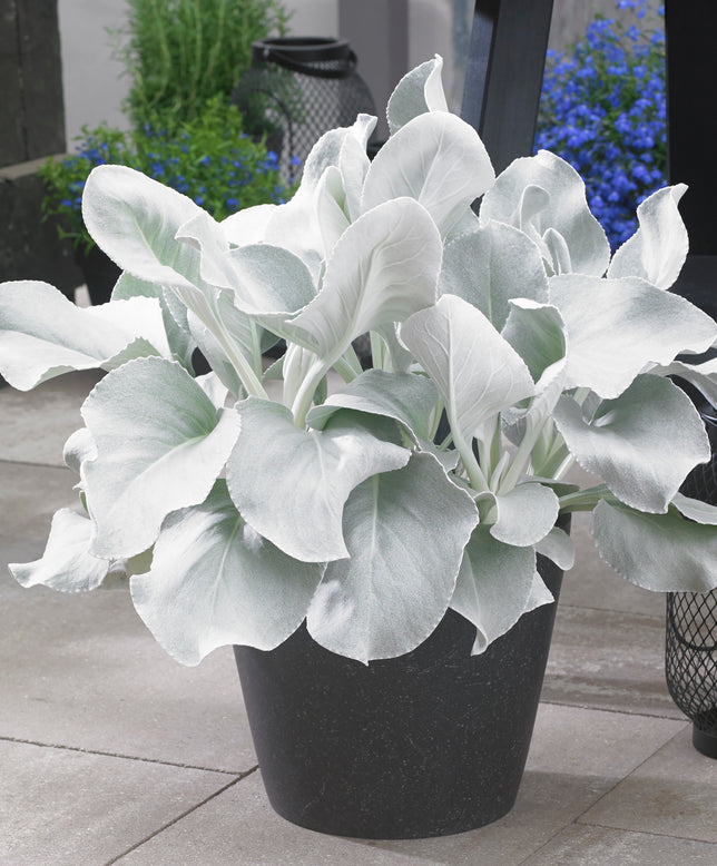 Senecio 'Angel Wings'