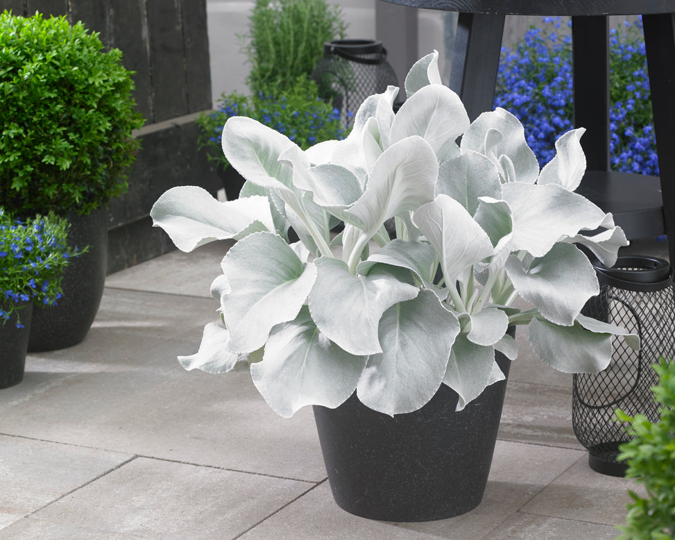 Senecio 'Angel Wings'