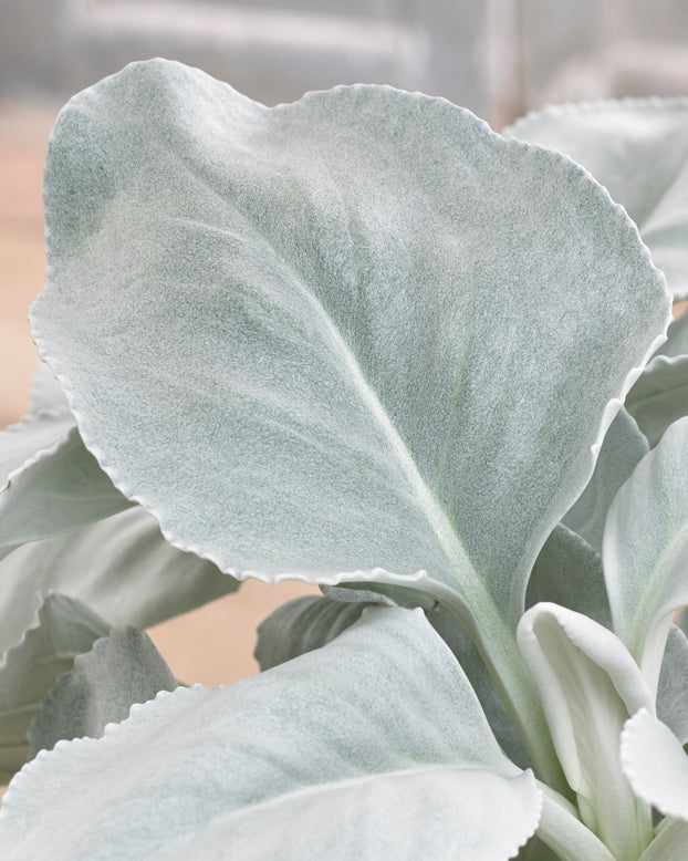 Senecio 'Angel Wings'