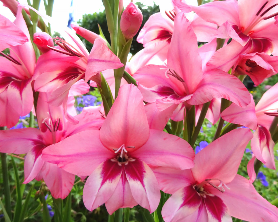 Acidanthera murielae 'Pink'