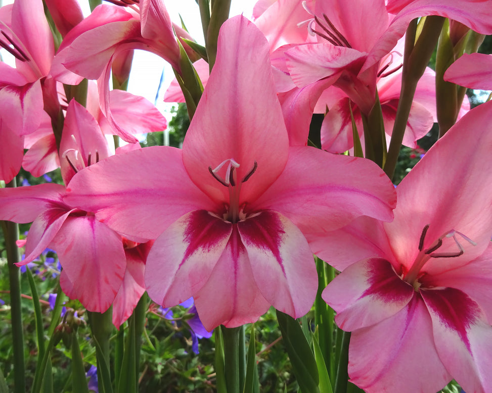 Acidanthera murielae 'Pink'