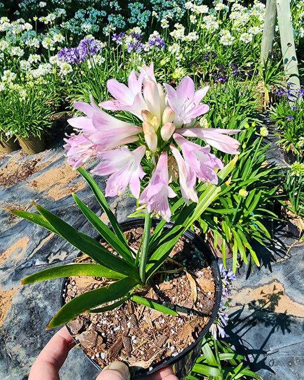 Agapanthus 'Blush Pink'