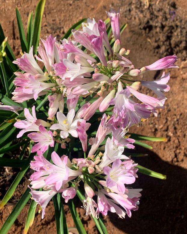 Agapanthus 'Blush Pink'