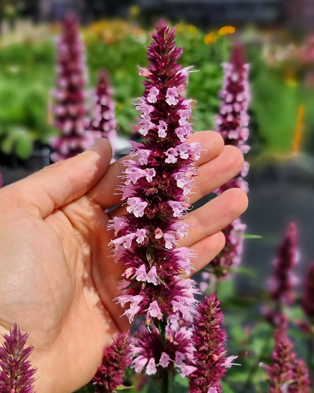 Agastache 'Beelicious Pink'