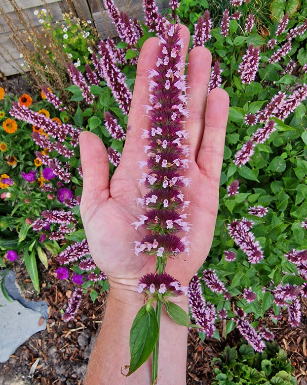 Agastache 'Beelicious Pink'