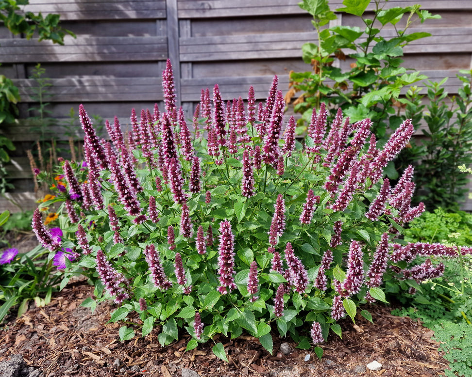 Agastache 'Beelicious Pink'