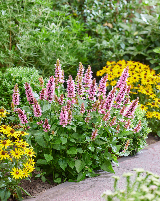 Agastache 'Beelicious Pink'