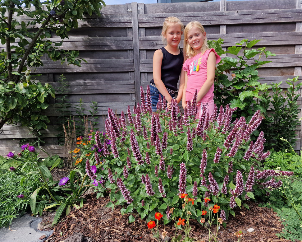 Agastache 'Beelicious Pink'