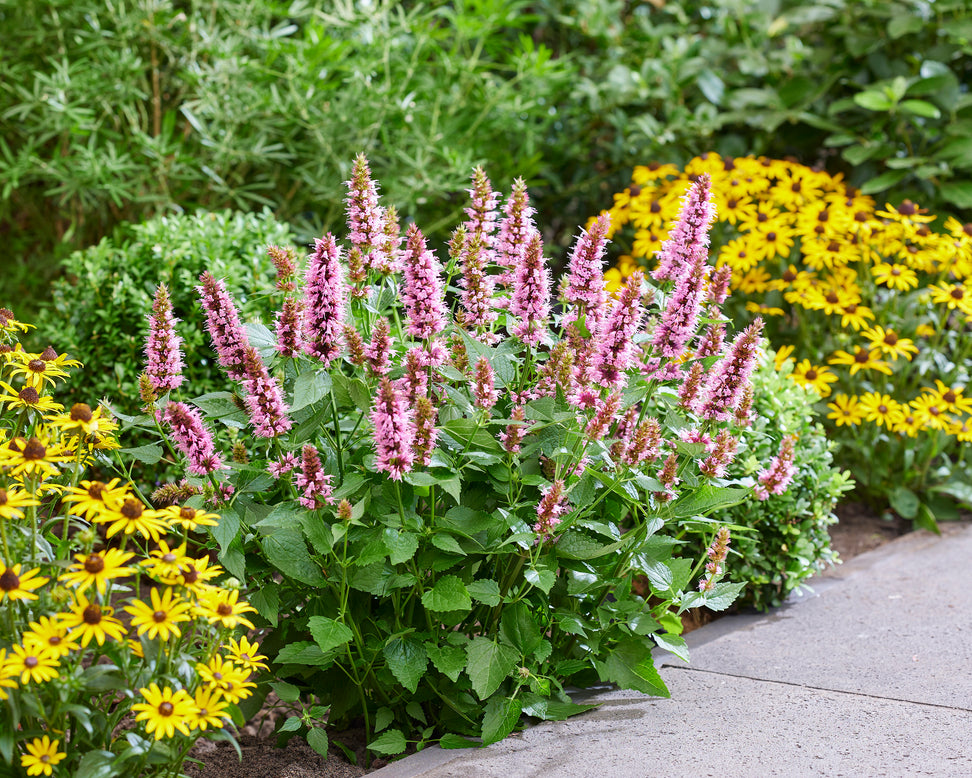 Agastache 'Beelicious Pink'