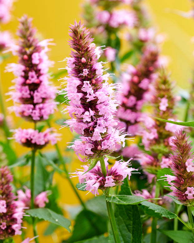 Agastache 'Beelicious Pink'