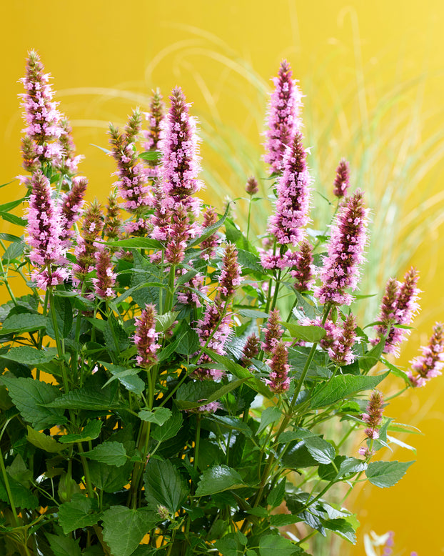 Agastache 'Beelicious Pink'