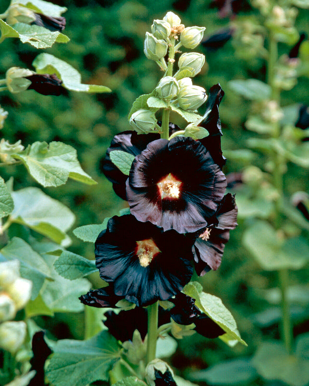 Alcea 'Nigra'