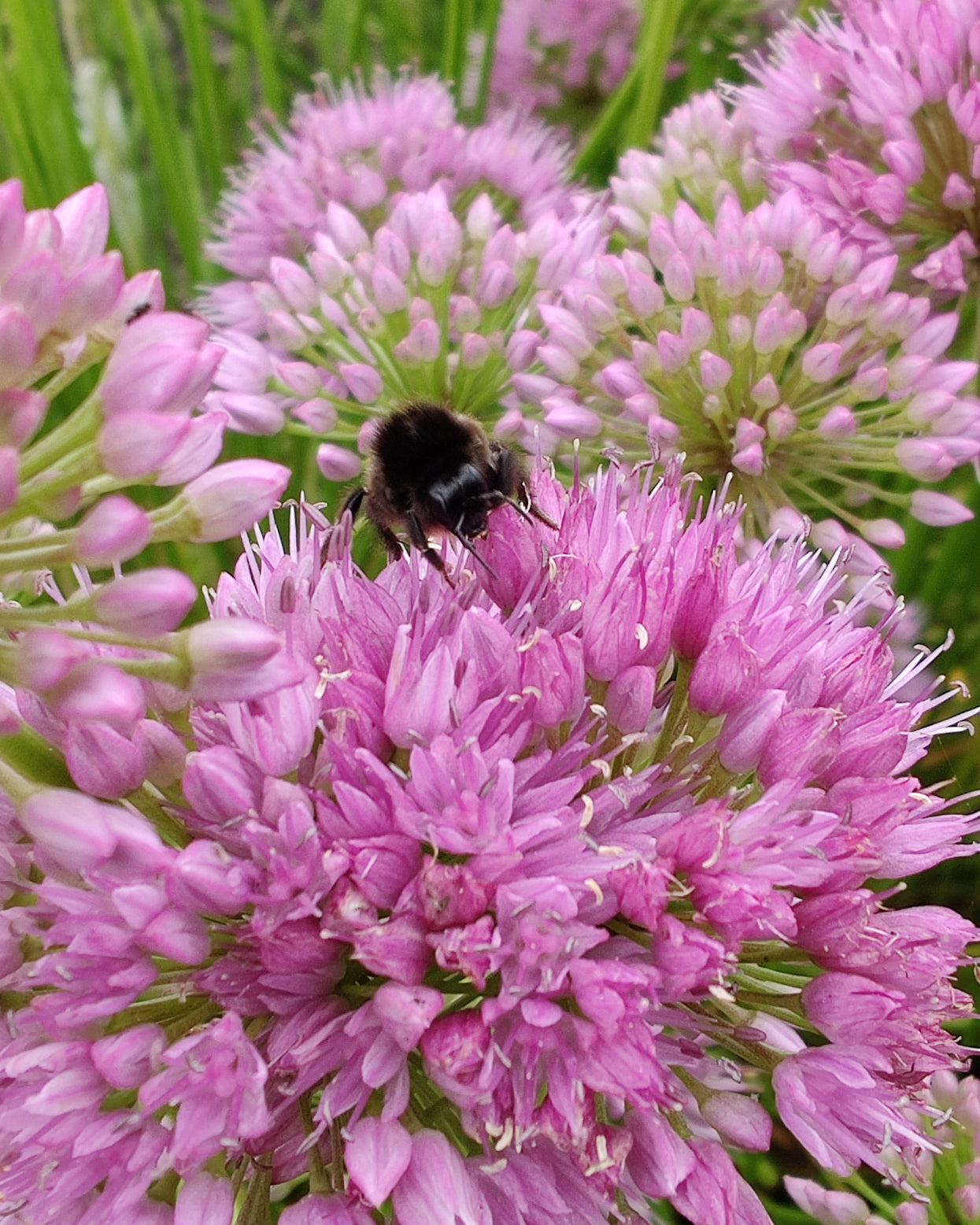 Allium 'Avatar' Bulbs — Buy online at Farmer Gracy UK