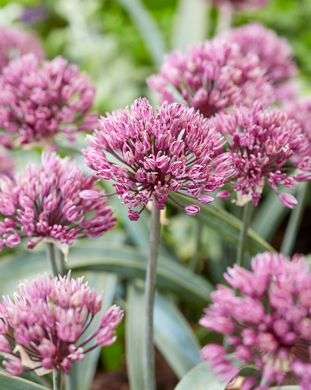 Allium 'Dallas'