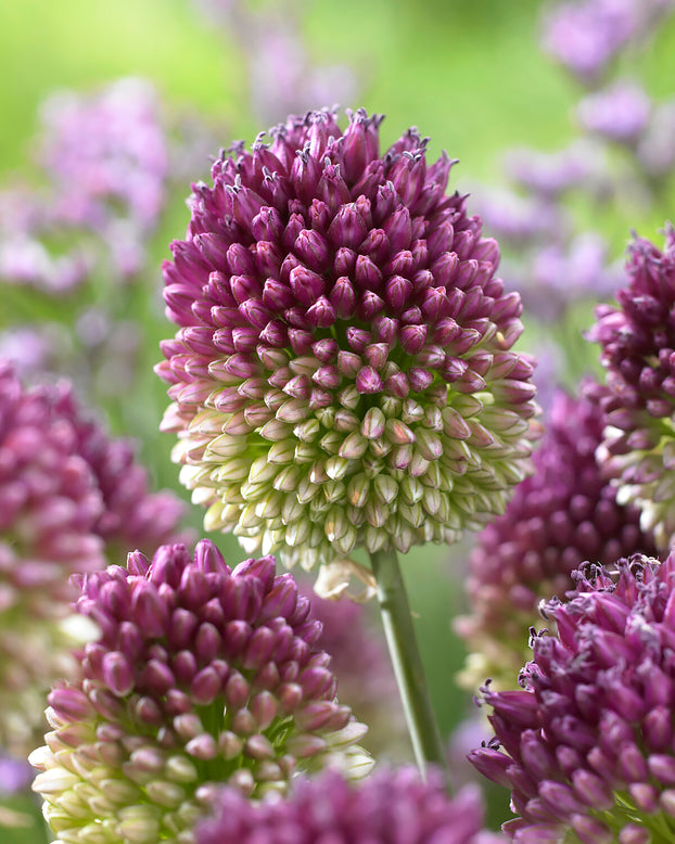 Allium sphaerocephalon