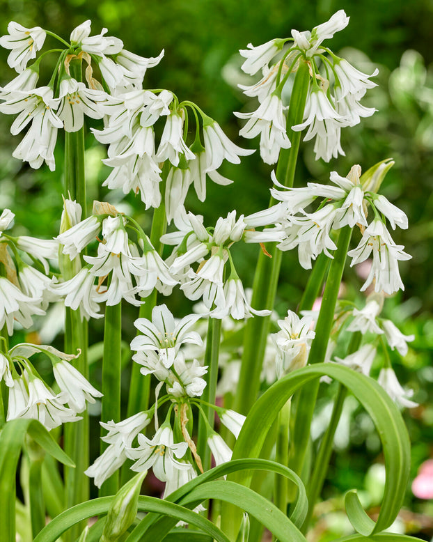 Allium triquetrum