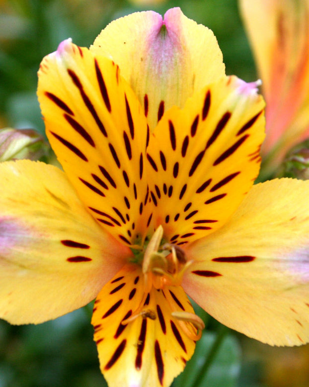 Alstroemeria 'Nicolas'