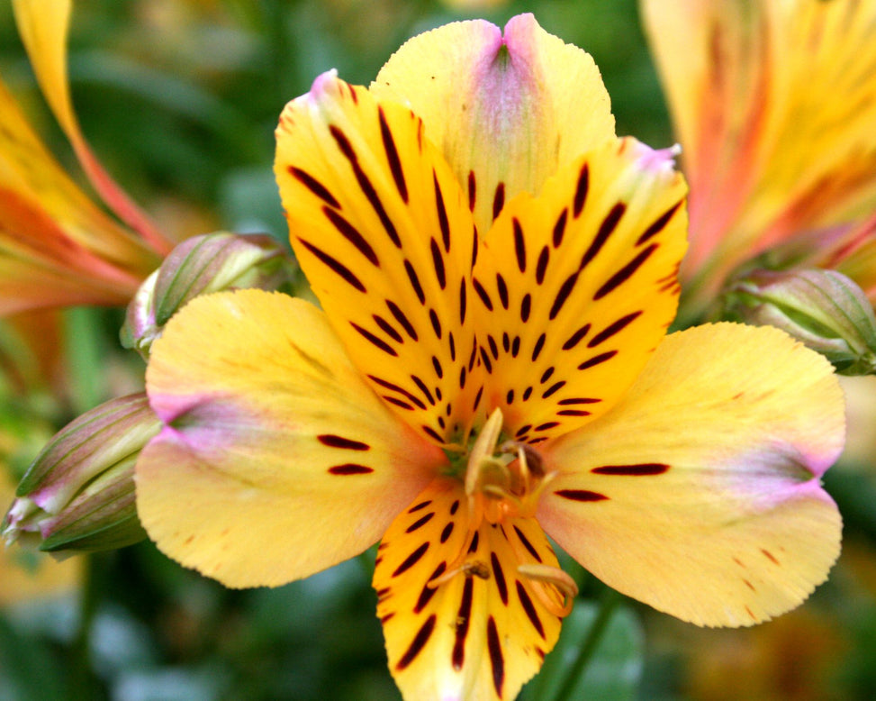 Alstroemeria 'Nicolas'