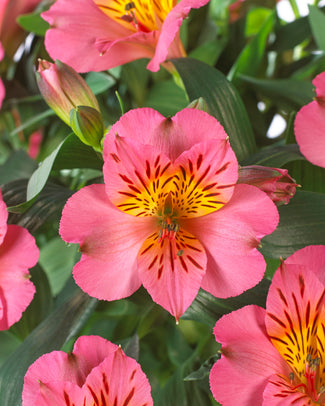 Alstroemeria bare roots