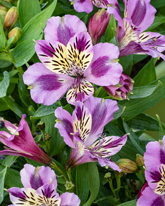 Alstroemeria bare roots