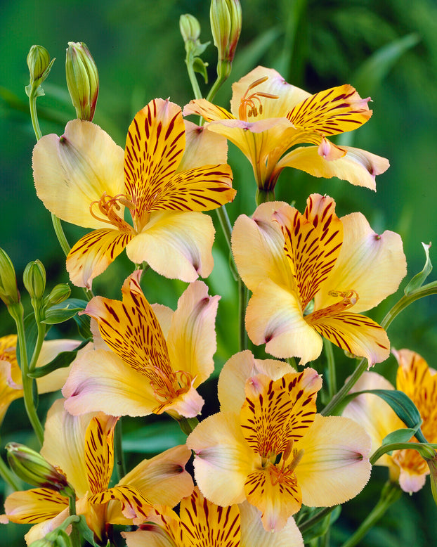 Alstroemeria 'Nicolas'