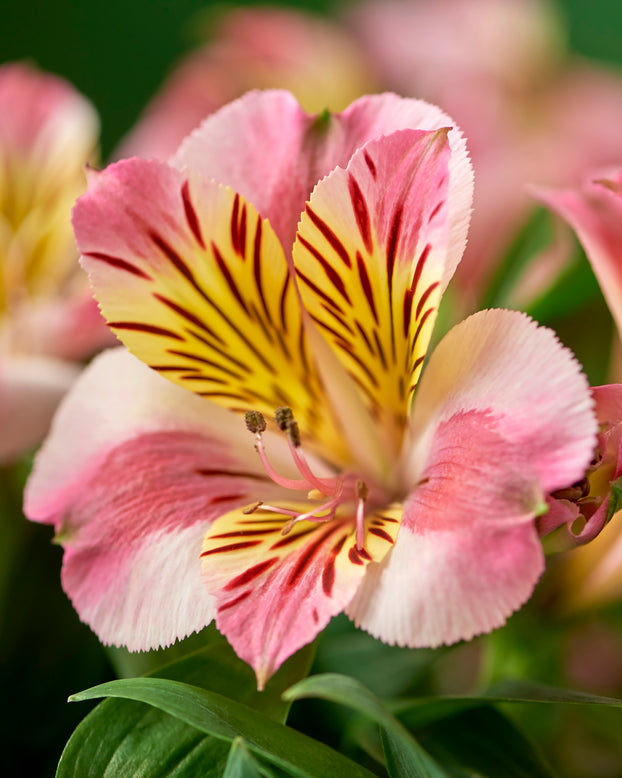 Alstroemeria 'Paola'