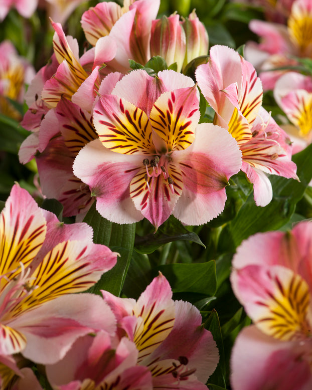 Alstroemeria 'Paola'