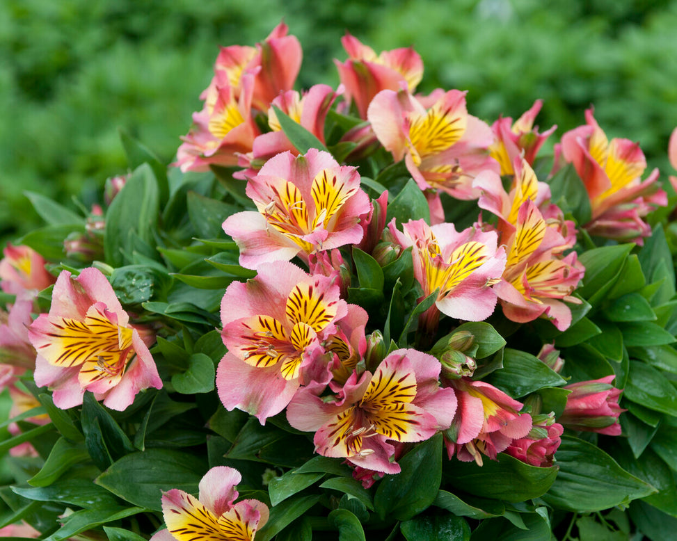 Alstroemeria 'Paola'