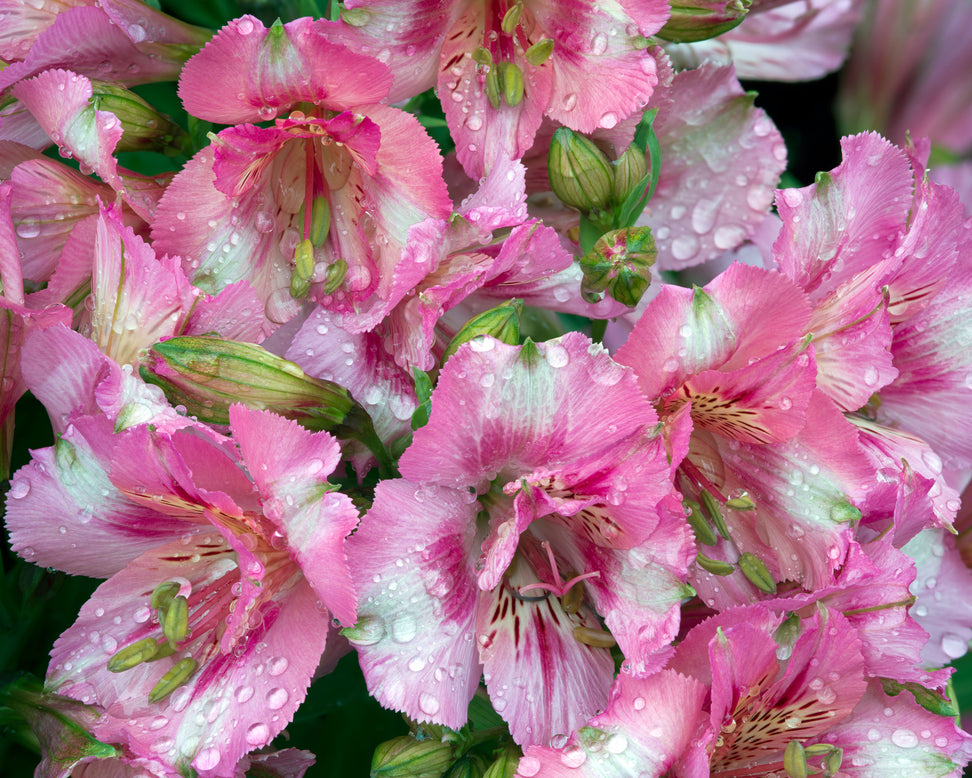 Alstroemeria 'Theresa'