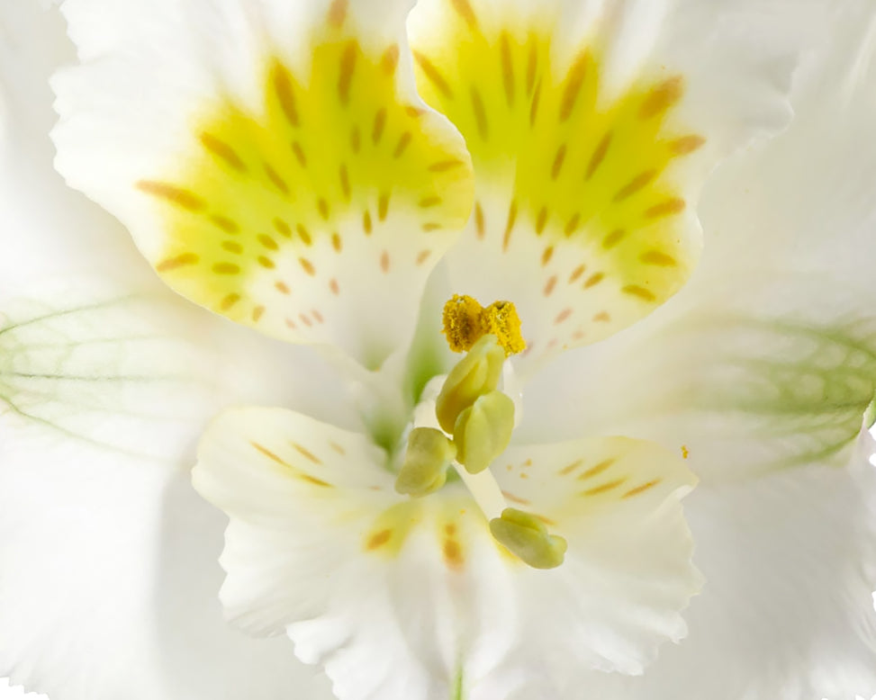 Alstroemeria 'Yentl'