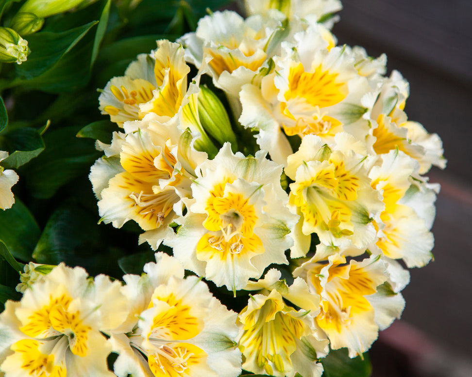 Alstroemeria 'Yentl'