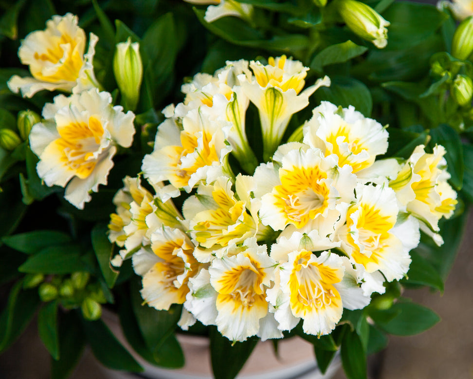 Alstroemeria 'Yentl'