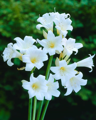 Amaryllis belladonna bulbs