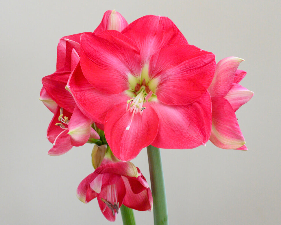 Amaryllis 'Candy Cream'