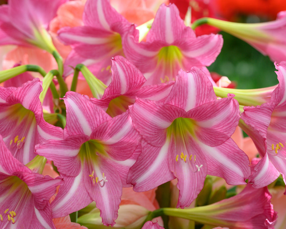 Amaryllis 'Estella'