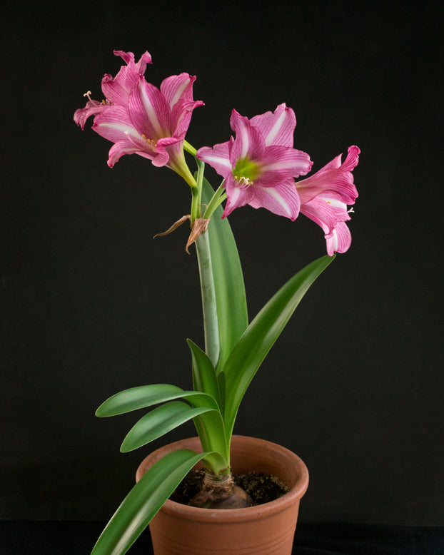 Amaryllis 'Estella'