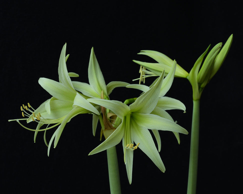 Amaryllis 'Evergreen'