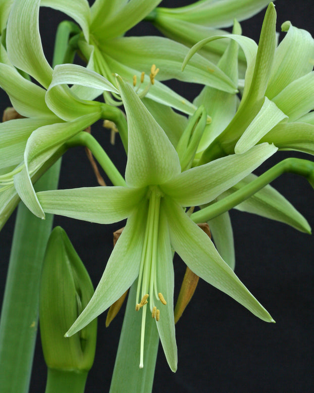 Amaryllis 'Evergreen'