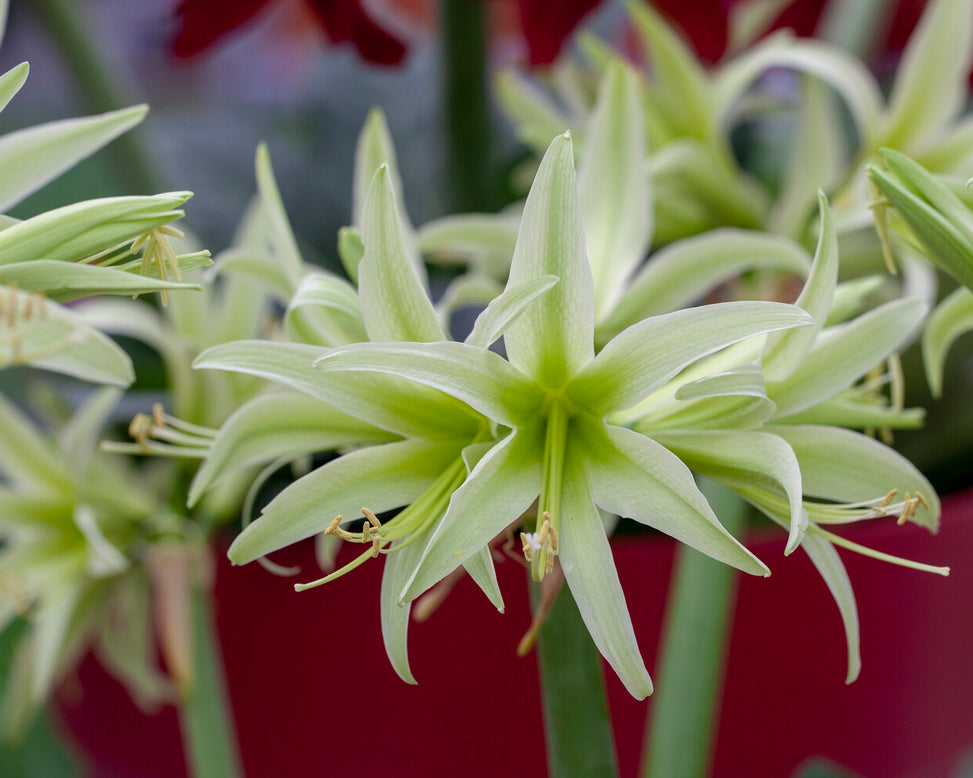 Amaryllis 'Evergreen'