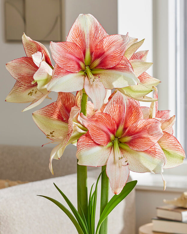 Amaryllis 'Grandise Fantasy'