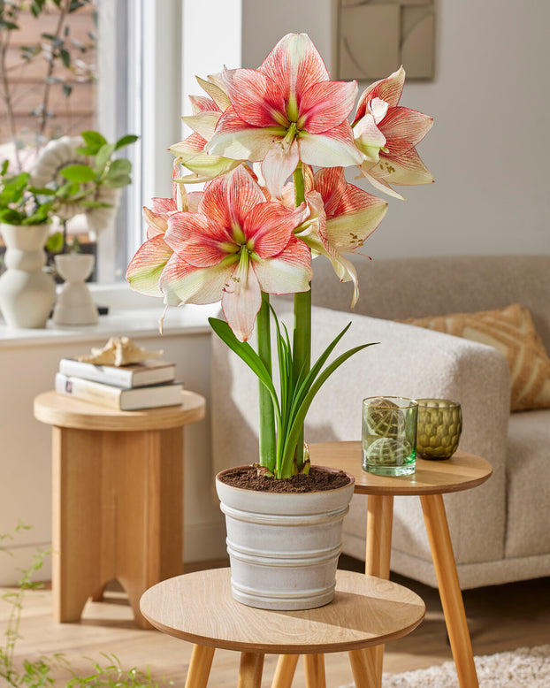 Amaryllis 'Grandise Fantasy'