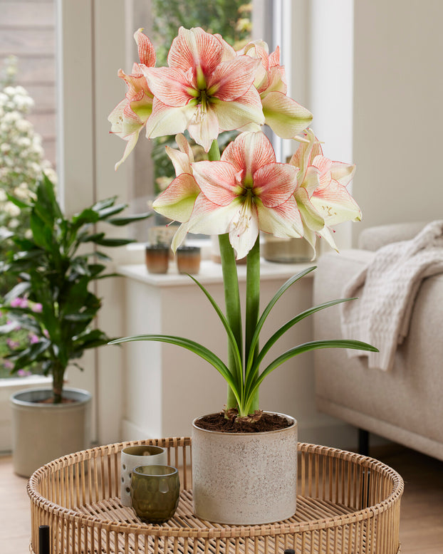 Amaryllis 'Grandise Fantasy'