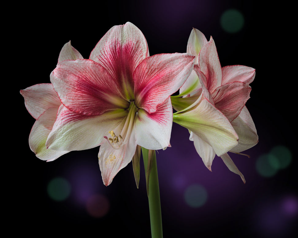 Amaryllis 'Grandise Fantasy'