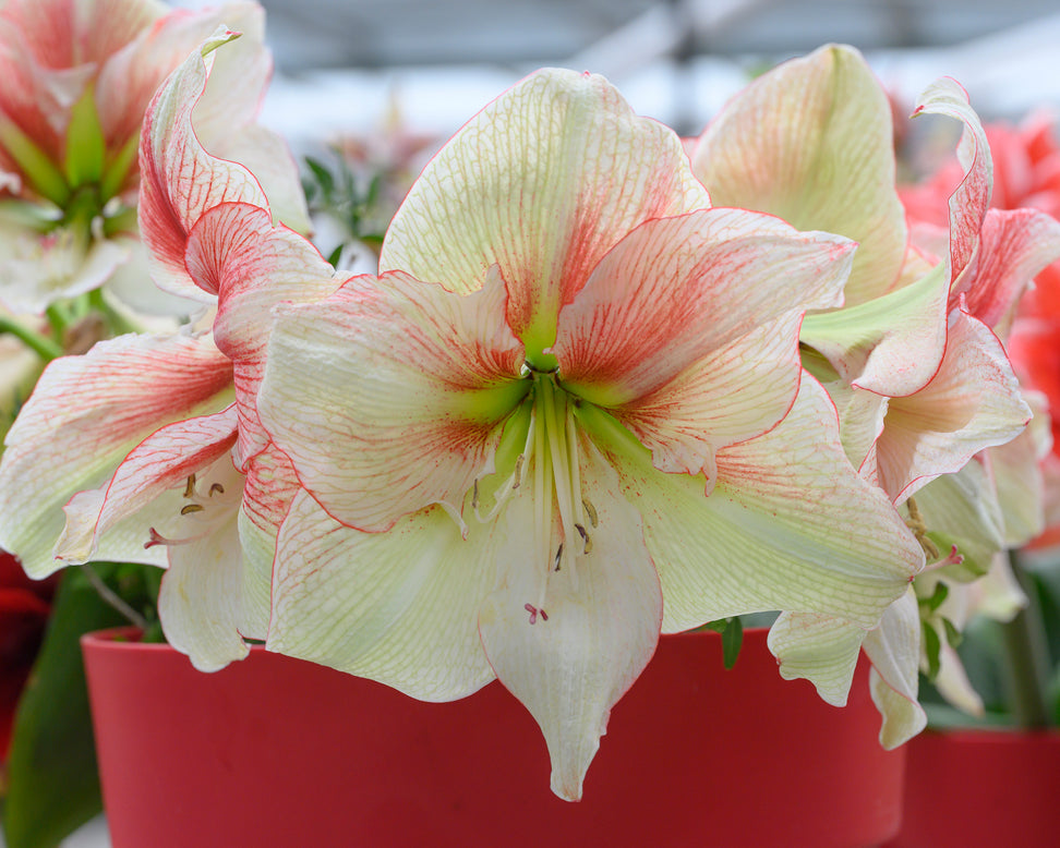 Amaryllis 'Grandise Fantasy'