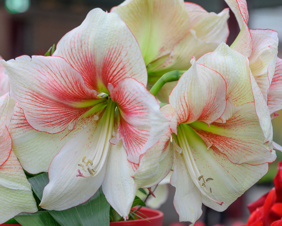 Amaryllis 'Grandise Fantasy'